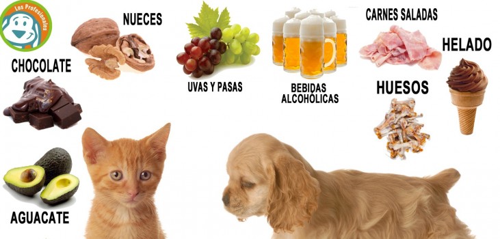 16 Cosas Increíbles Que No Sabías Sobre Los Gatos 15