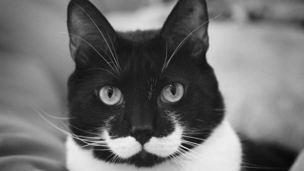 16 Cosas Increíbles Que No Sabías Sobre Los Gatos 17