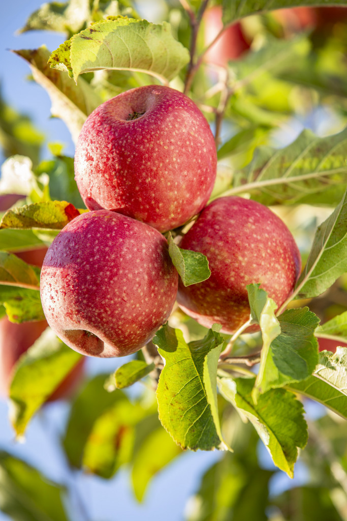 Manzana