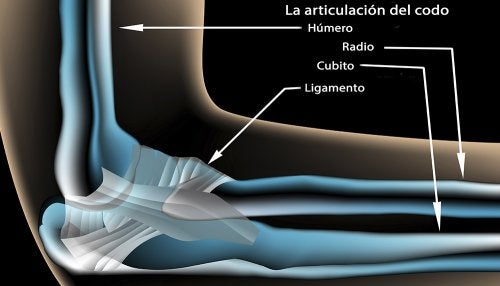 Clasificación De Los Ligamentos