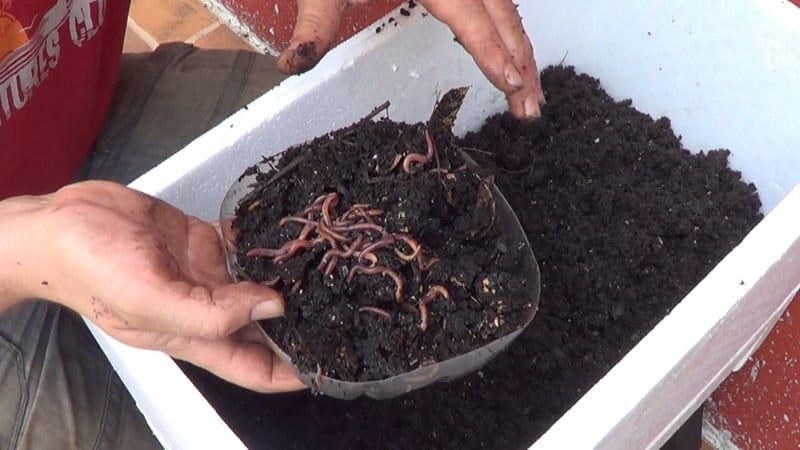 Ventajas de usar fertilizantes caseros 