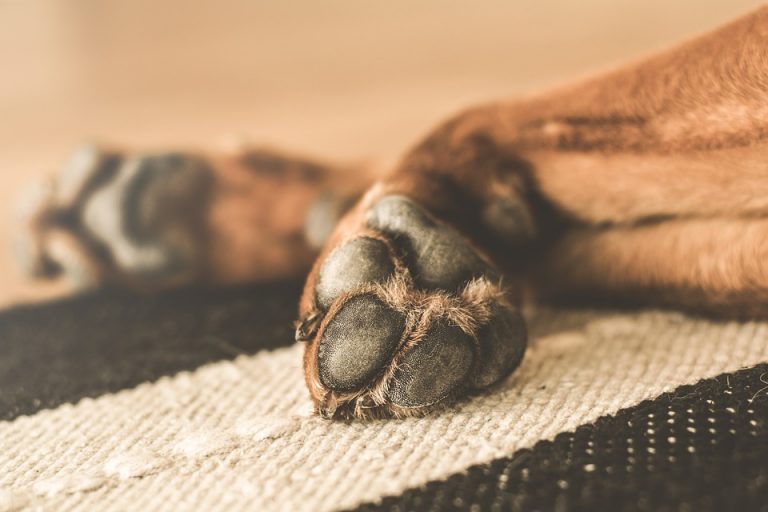 5 consejos para cortar las uñas del perro