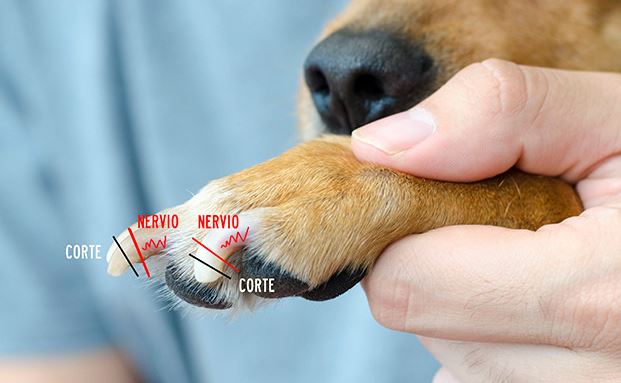 5 consejos para cortar las uñas del perro