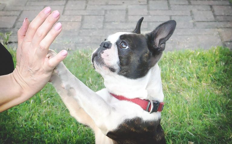 15 cosas que tu perro hace por ti