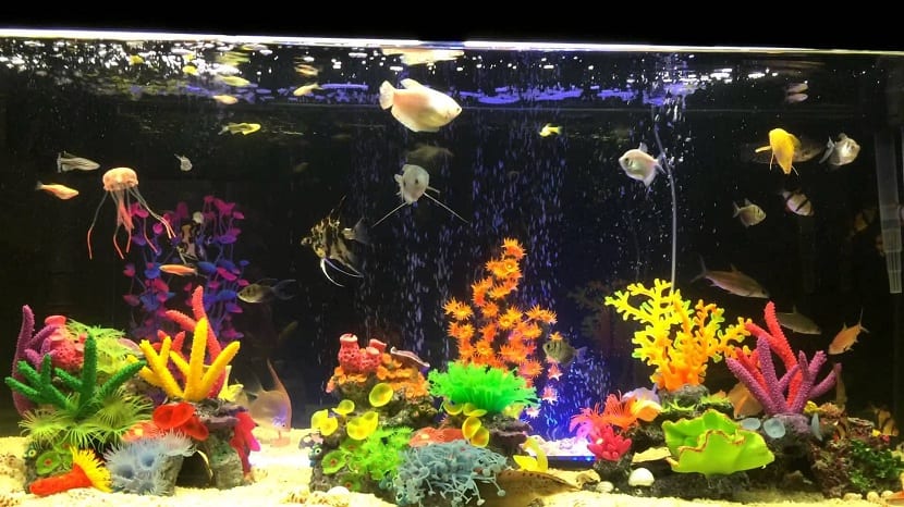 Cómo Poner Un Acuario Para Peces Tropicales