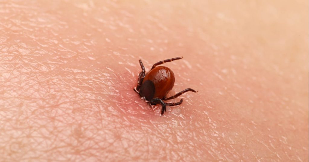 La Zoonosis