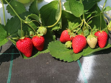 Tipos De Fresas