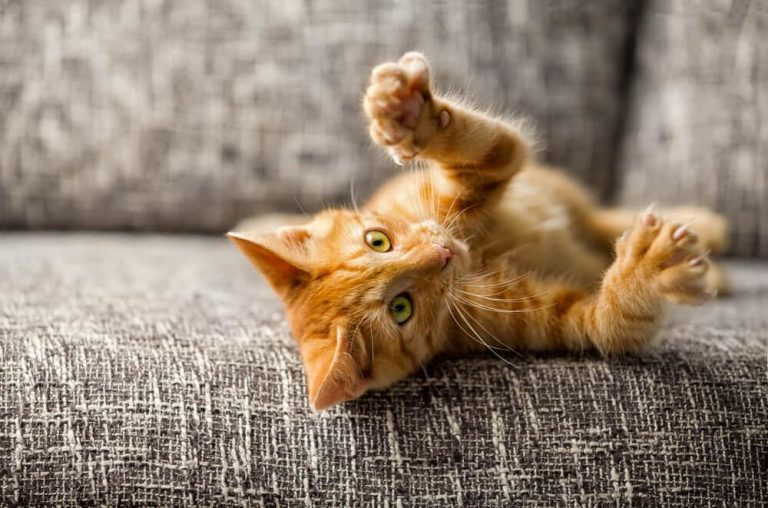 Cómo evitar que tu gato te arañe los muebles