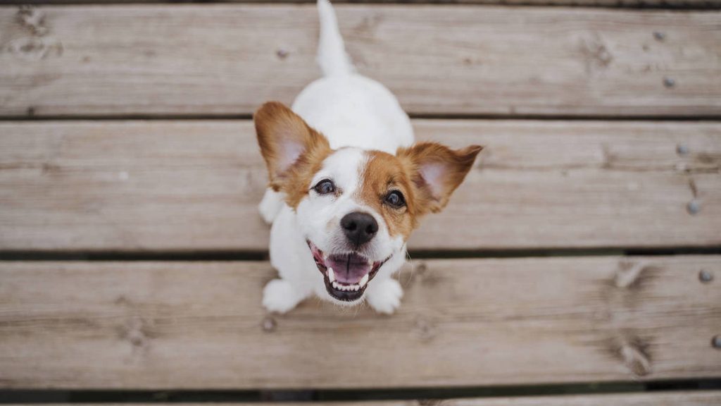 La Inteligencia De Los Perros