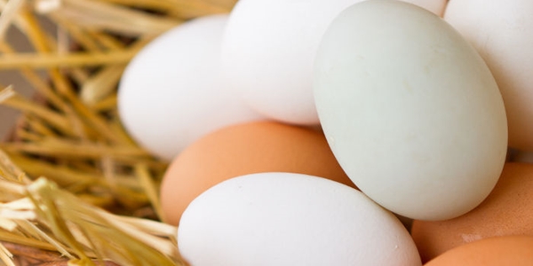 La Misteriosa Desaparición De Los Huevos Blancos 07