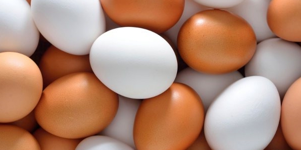 La Misteriosa Desaparición De Los Huevos Blancos 08