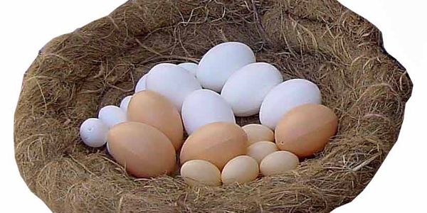 La Misteriosa Desaparición De Los Huevos Blancos 09