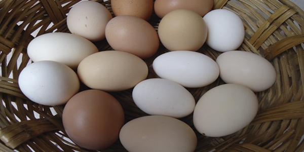 La Misteriosa Desaparición De Los Huevos Blancos 10