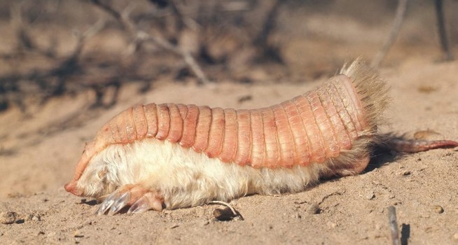 Los Animales Más Extraños Que Existen 15 Los Animales Más Extraños Que Existen 04