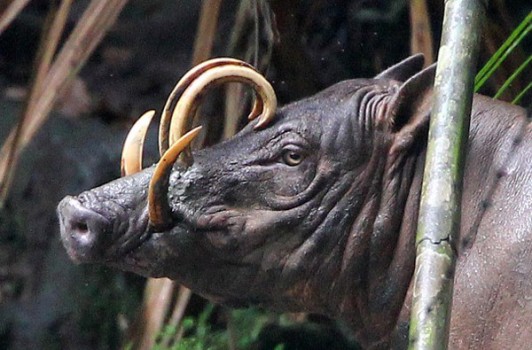Los Animales Más Extraños Que Existen 17 Los Animales Más Extraños Que Existen 06