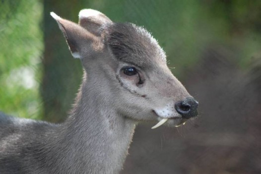 Los Animales Más Extraños Que Existen 20 Los Animales Más Extraños Que Existen 09