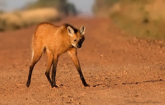 Los Animales Más Extraños Que Existen 24 Los Animales Más Extraños Que Existen 13