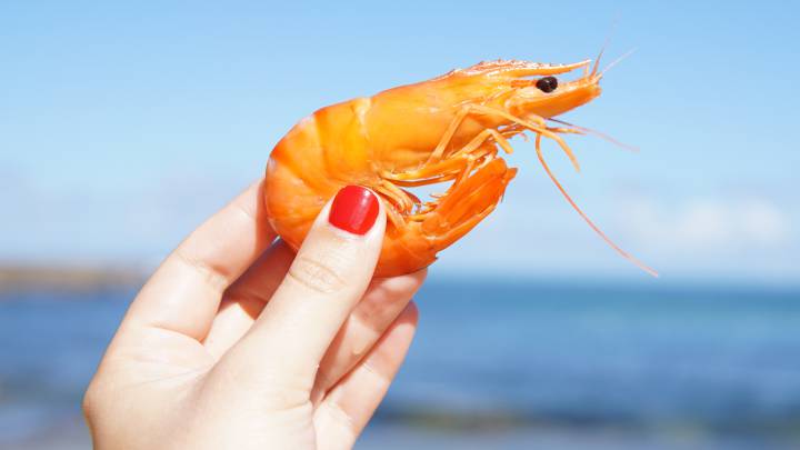 Macarrones A La Marinera: El Plato Ideal Para Los Amantes De Las Gambas 1 Gambas En Todo El Mundo