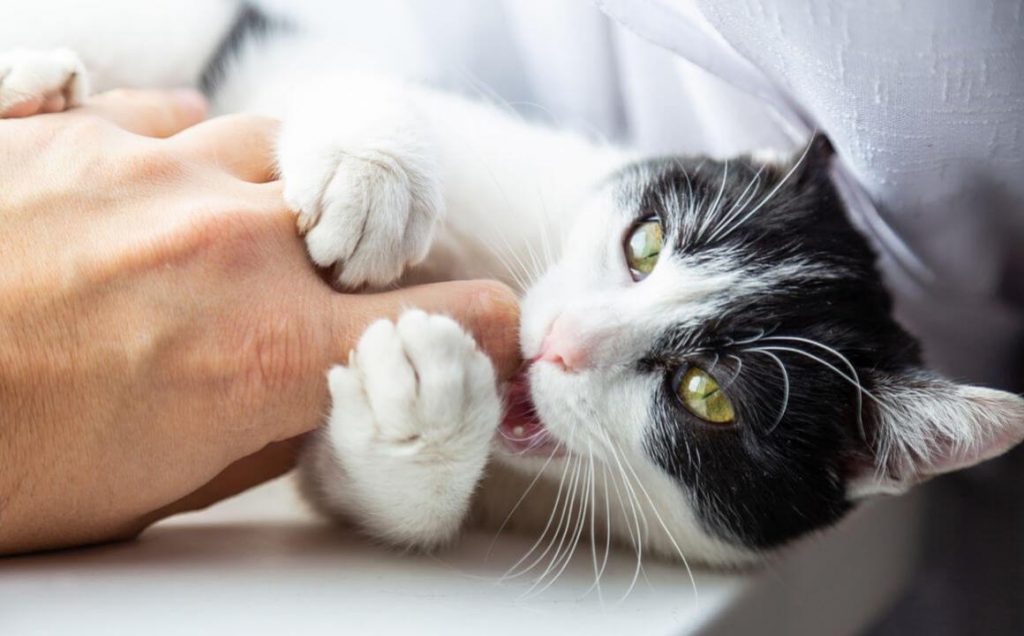 No Regañes Al Gato
