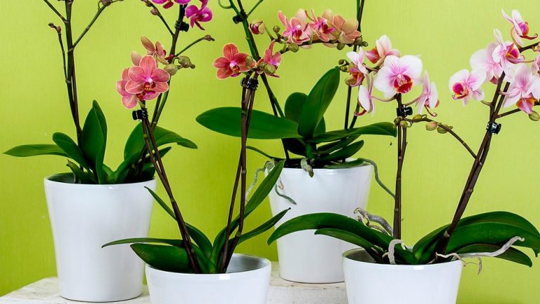 Cómo cuidar las orquídeas para que echen flores