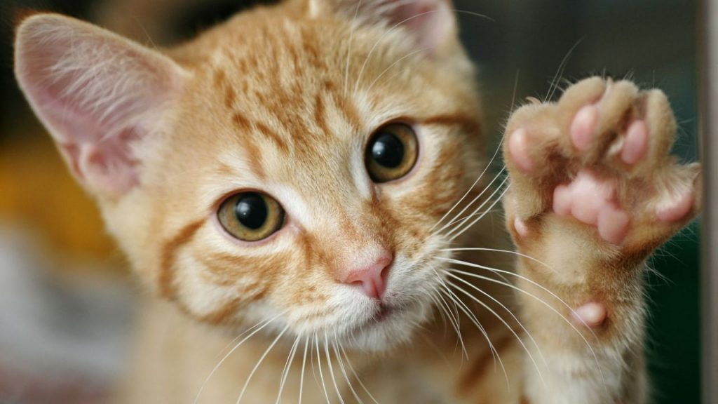 Ofrécele Libertad Al Gato Trucos 