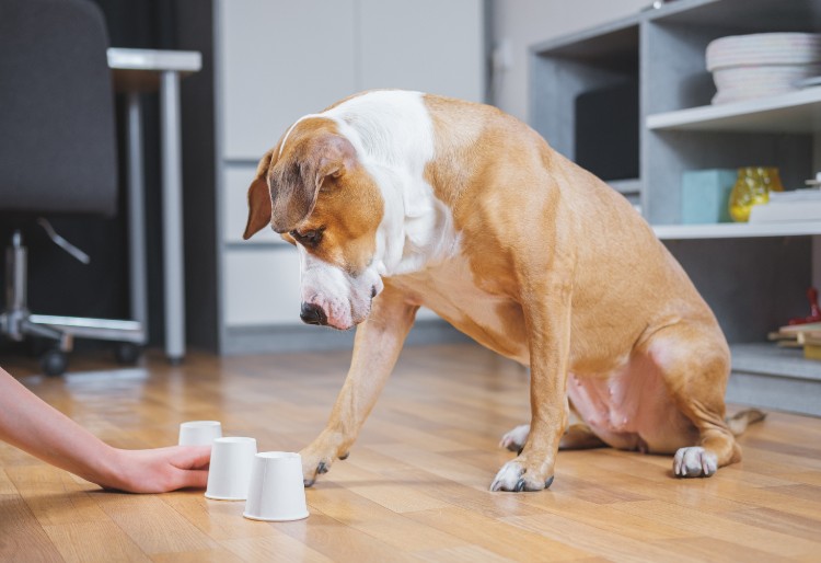 Otros Factores Para Hacer El Test De Inteligencia Para Perro