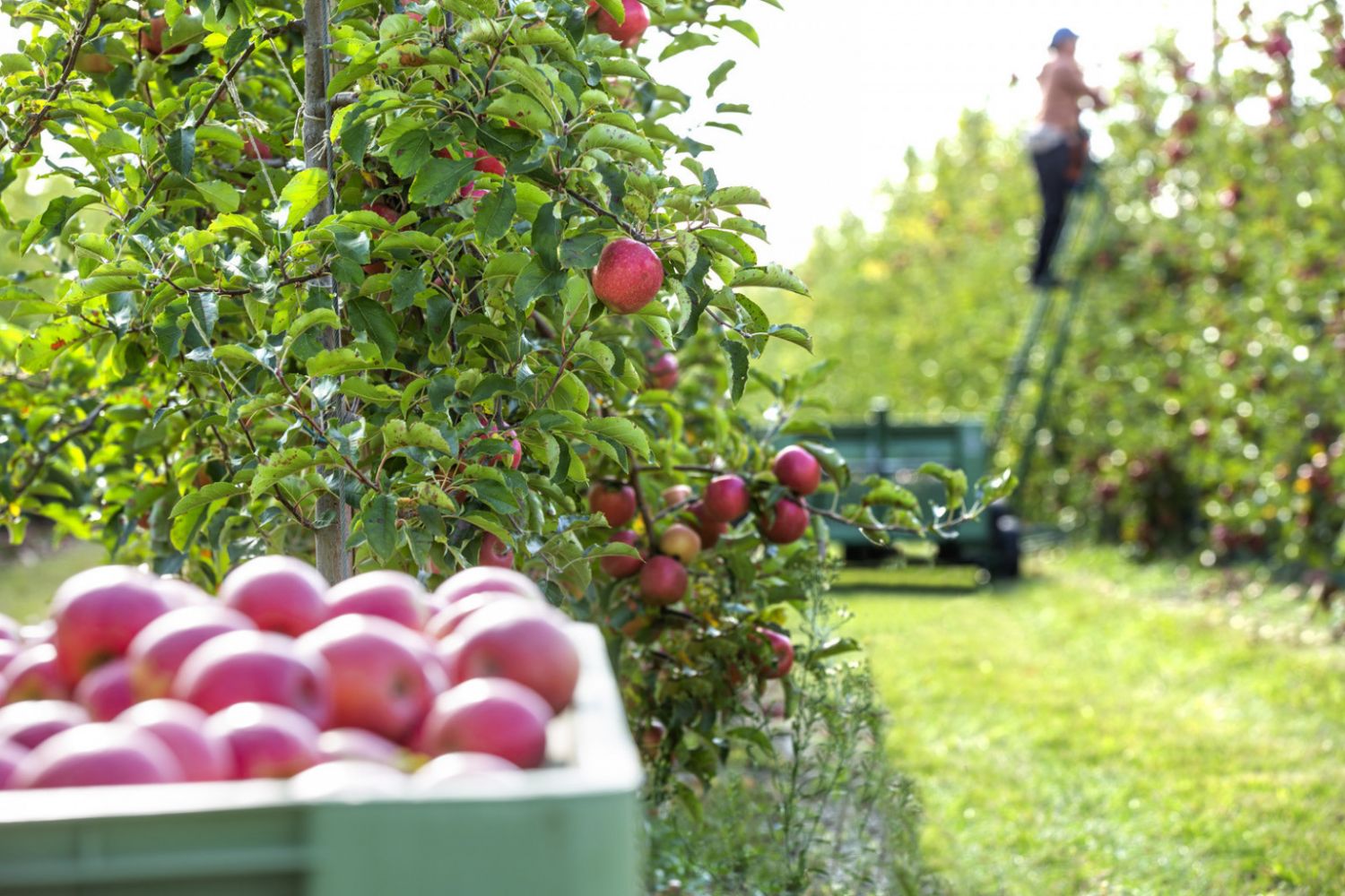 Manzanas