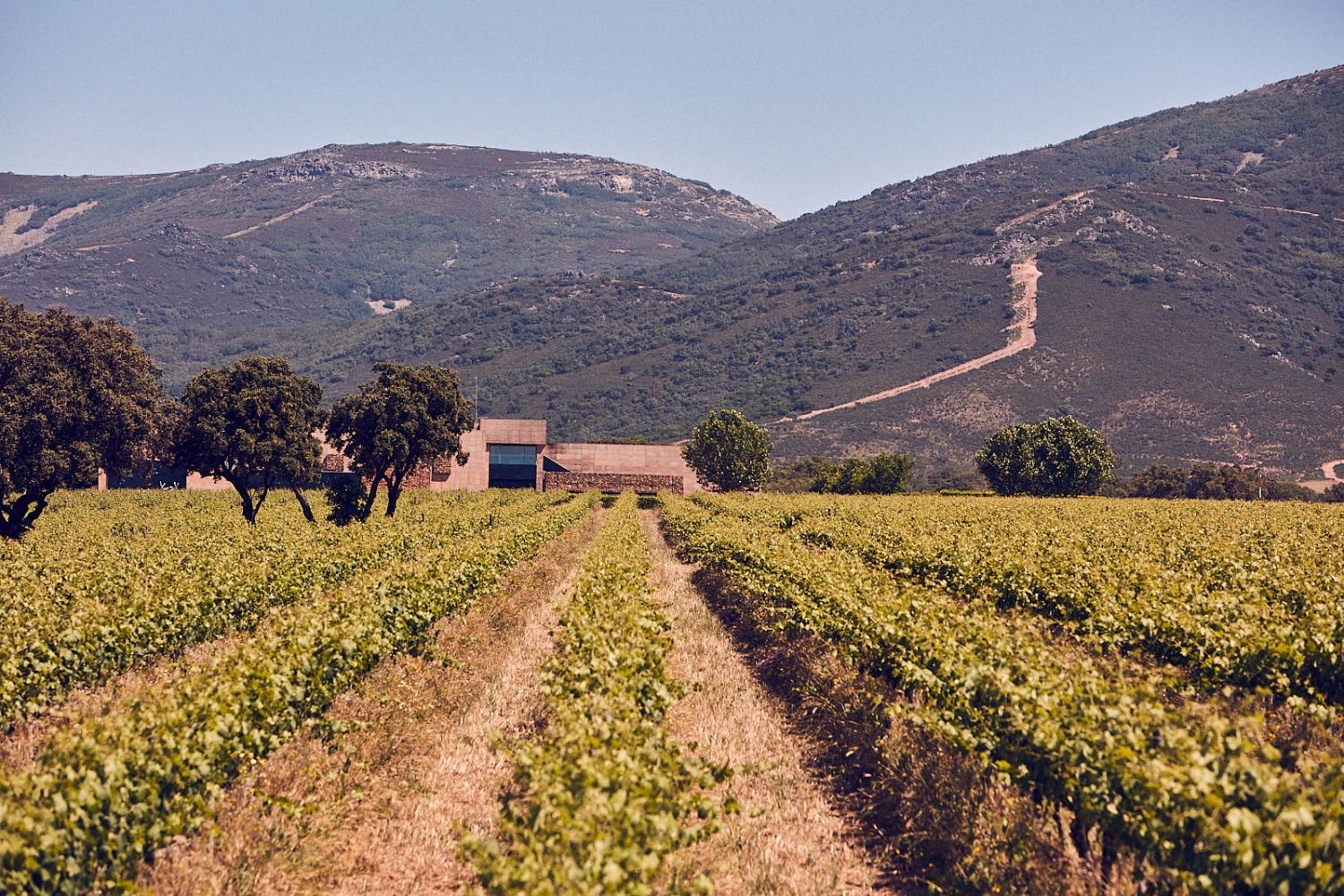 Vino De Calidad