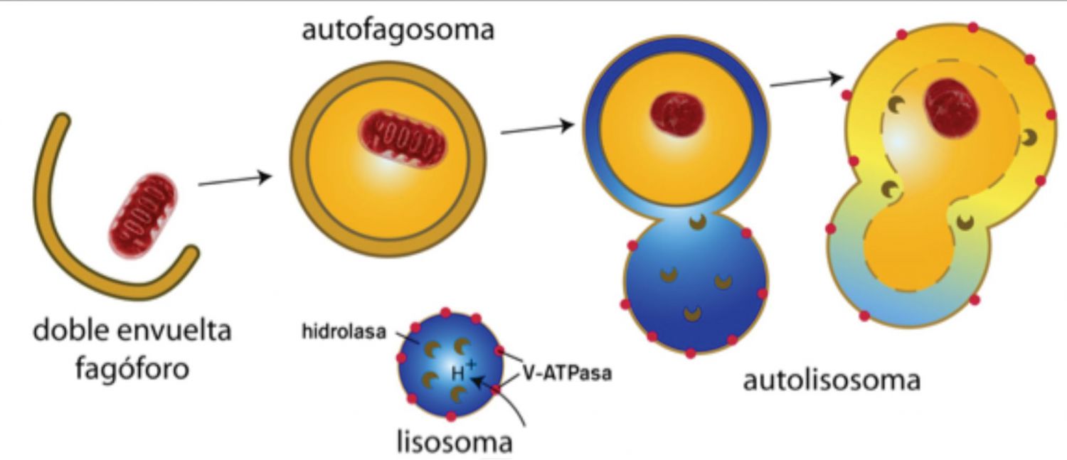 Qué Es La Autofagia