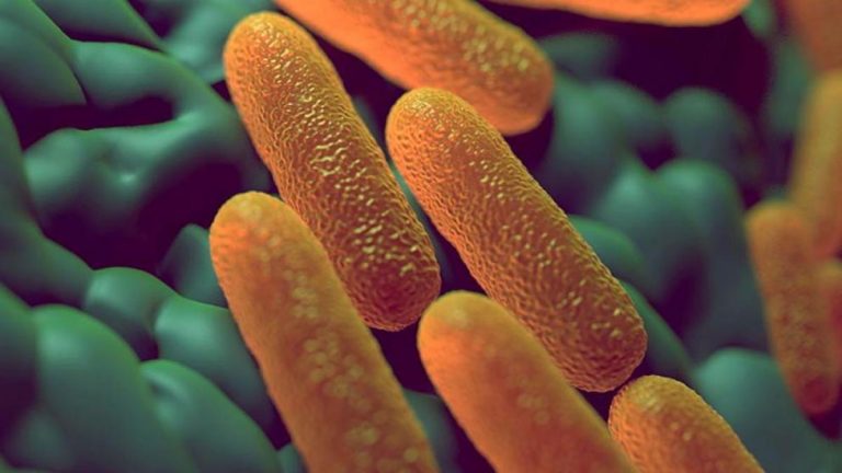 Qué es la salmonelosis