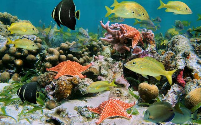 Qué es un ecosistema