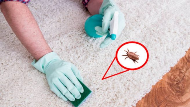 ¿Dónde Se Encuentran Los Ácaros?