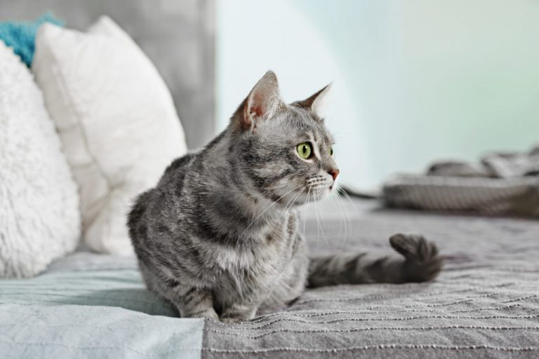 Trucos para que tu gato no sea un meón y te moje la cama