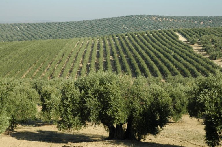 UPA pide definir con claridad qué es olivar tradicional en la nueva norma de calidad