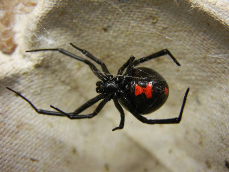 Picadura De Araña Viuda Negra