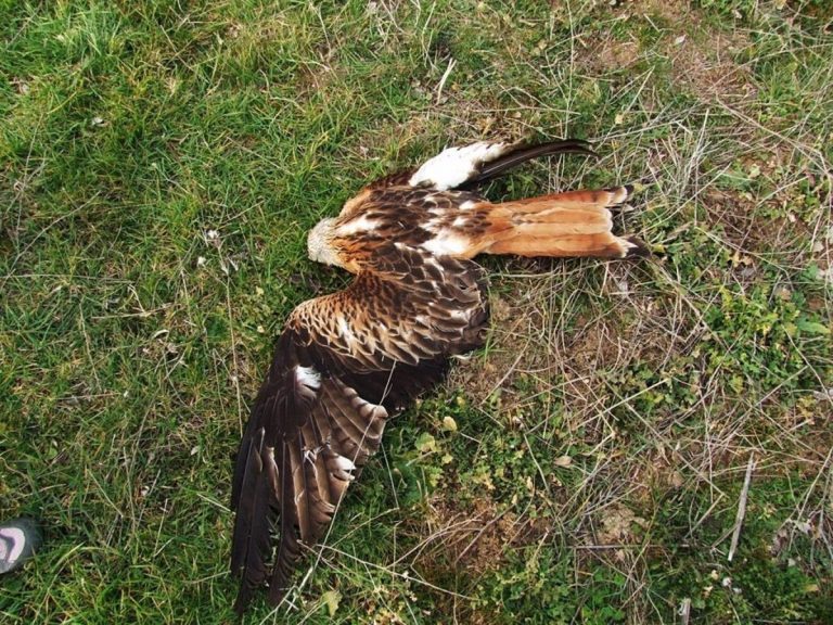 WWF felicita a Andalucía y Castilla-La Mancha por perseguir el uso ilegal del veneno