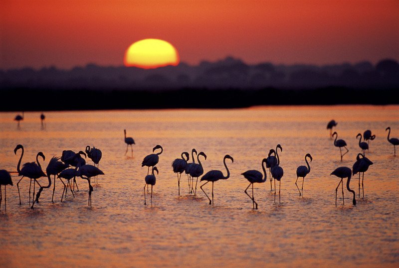 Parque Natural De Doñana, Huelva