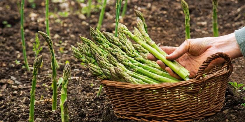 Puntos A Tomar En Cuenta Para Preparar Unos Deliciosos Espárragos