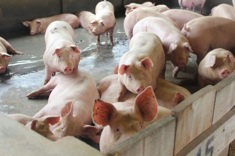 Las exportaciones de porcino español se disparan un 20% en 2020