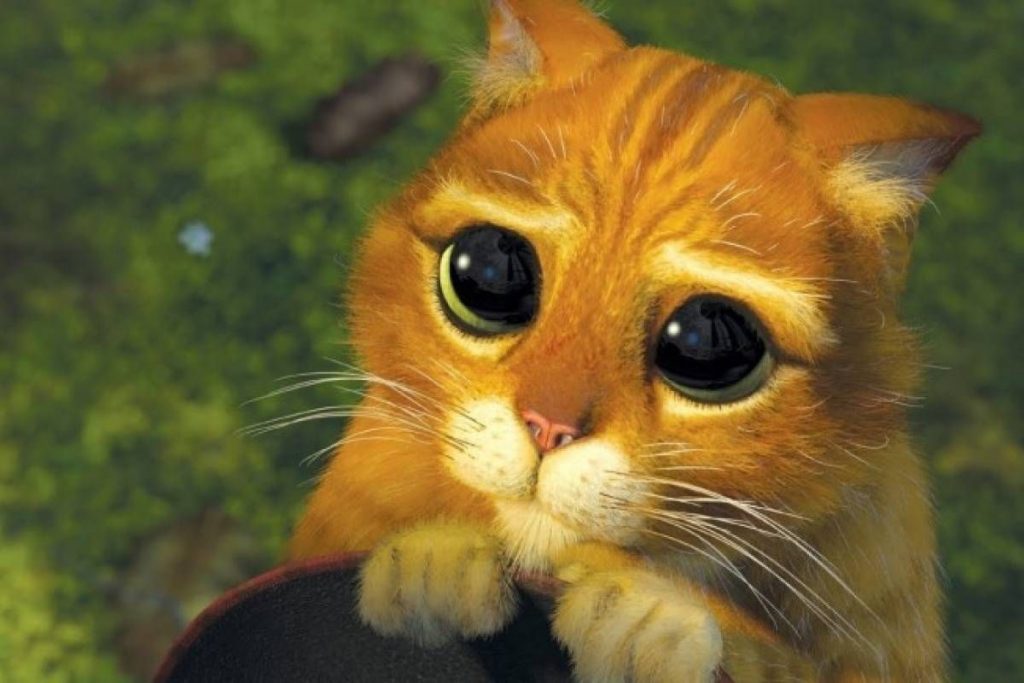 Gatito