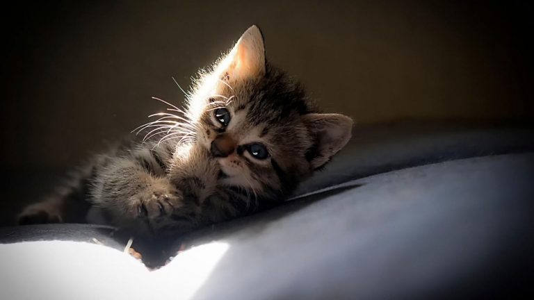 El motivo por el que los gatos quieren dormir siempre en tus pies