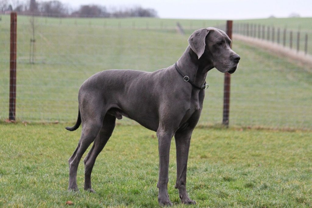 Parecen Caballos: Las Razas De Perros Gigantes Menos Conocidas