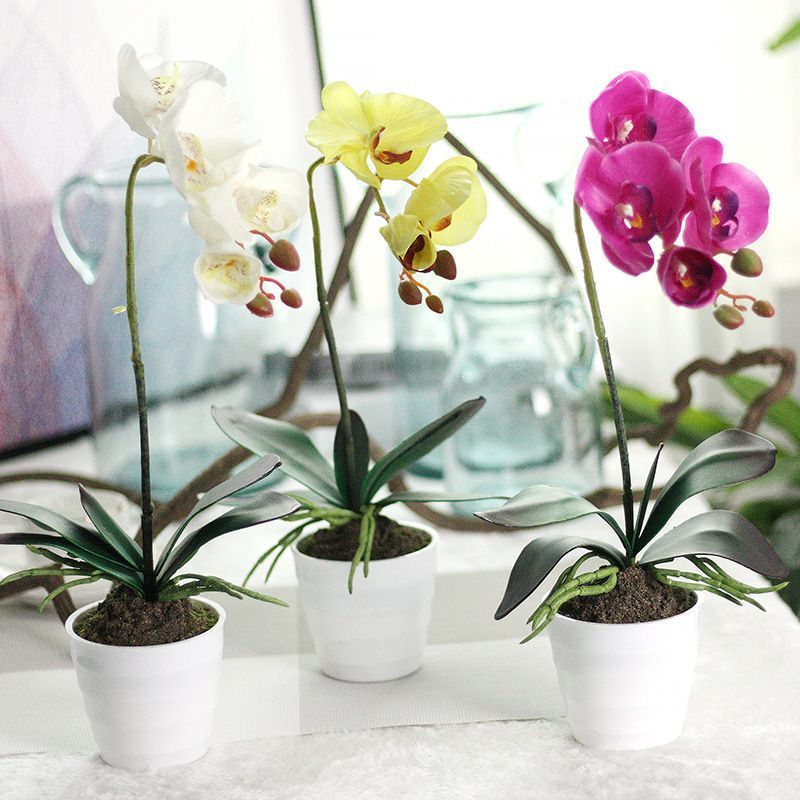 Las Orquídeas Y Sus Cuidados Especiales Para Florecer