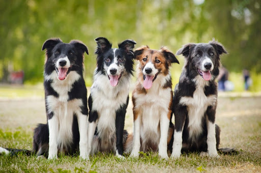 ¿Es un superdotado? Test de inteligencia para descubrir si tu perro es más listo que tú