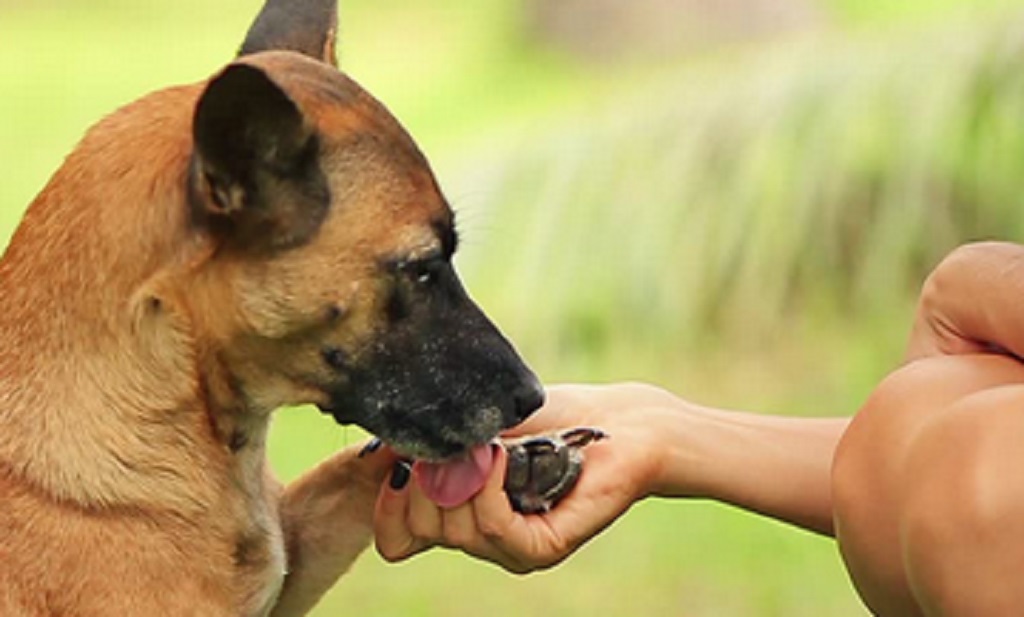 ¿Cómo Hacer Para Que Tu Perro Lo Logre?