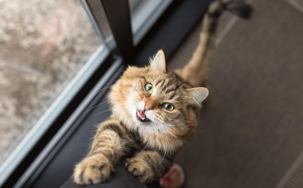 Diferentes Tipos De Maullido De Gato