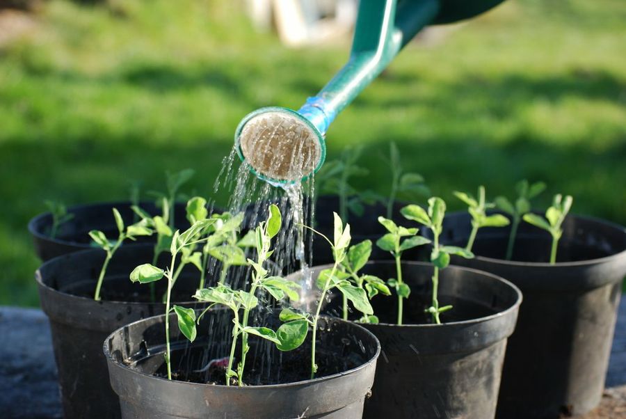 Los Otros Usos Que Deberías Darle Al Agua De Cocer Pasta