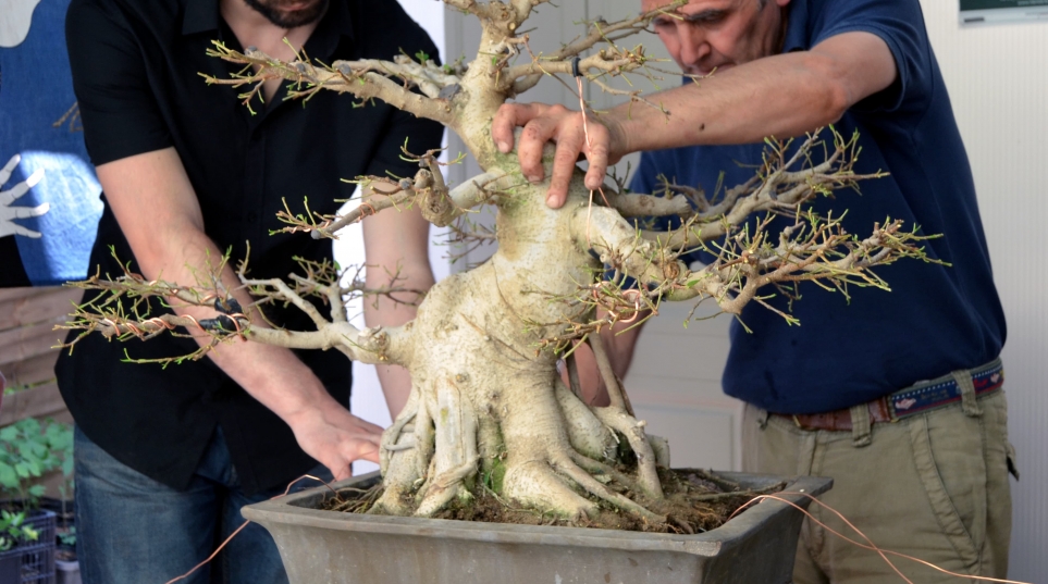 ¿Cómo Trasplantar Un Bonsai?