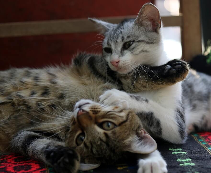 Cómo Tener Dos Gatos En El Hogar Y No Morir En El Intento 