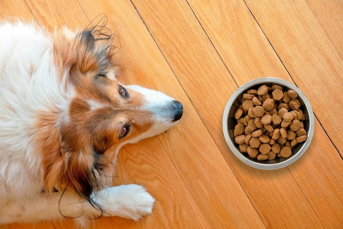 Un Perro Con Una Buena Alimentación, Es Un Perro Feliz 